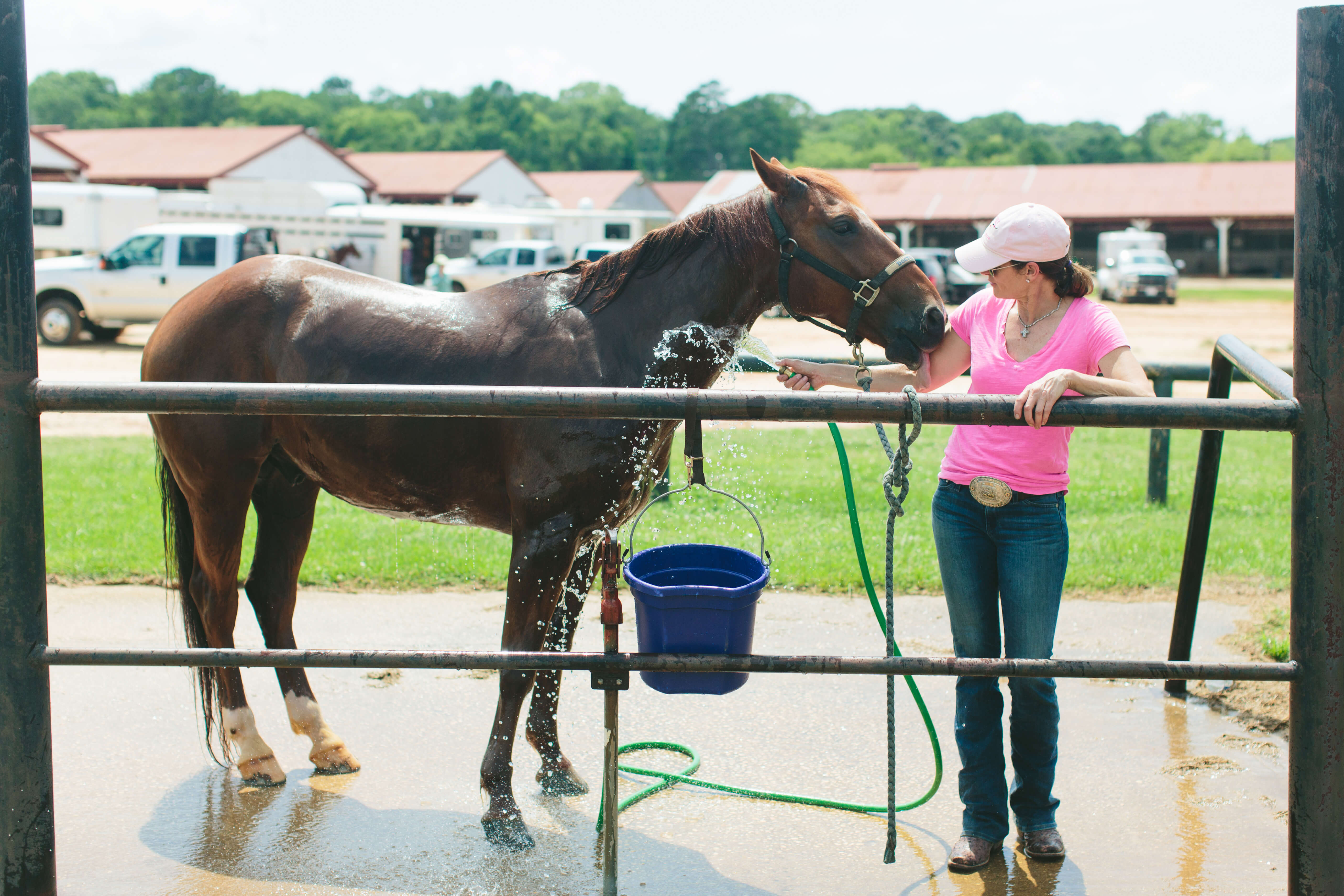horse getting rinsed off after cutting competition