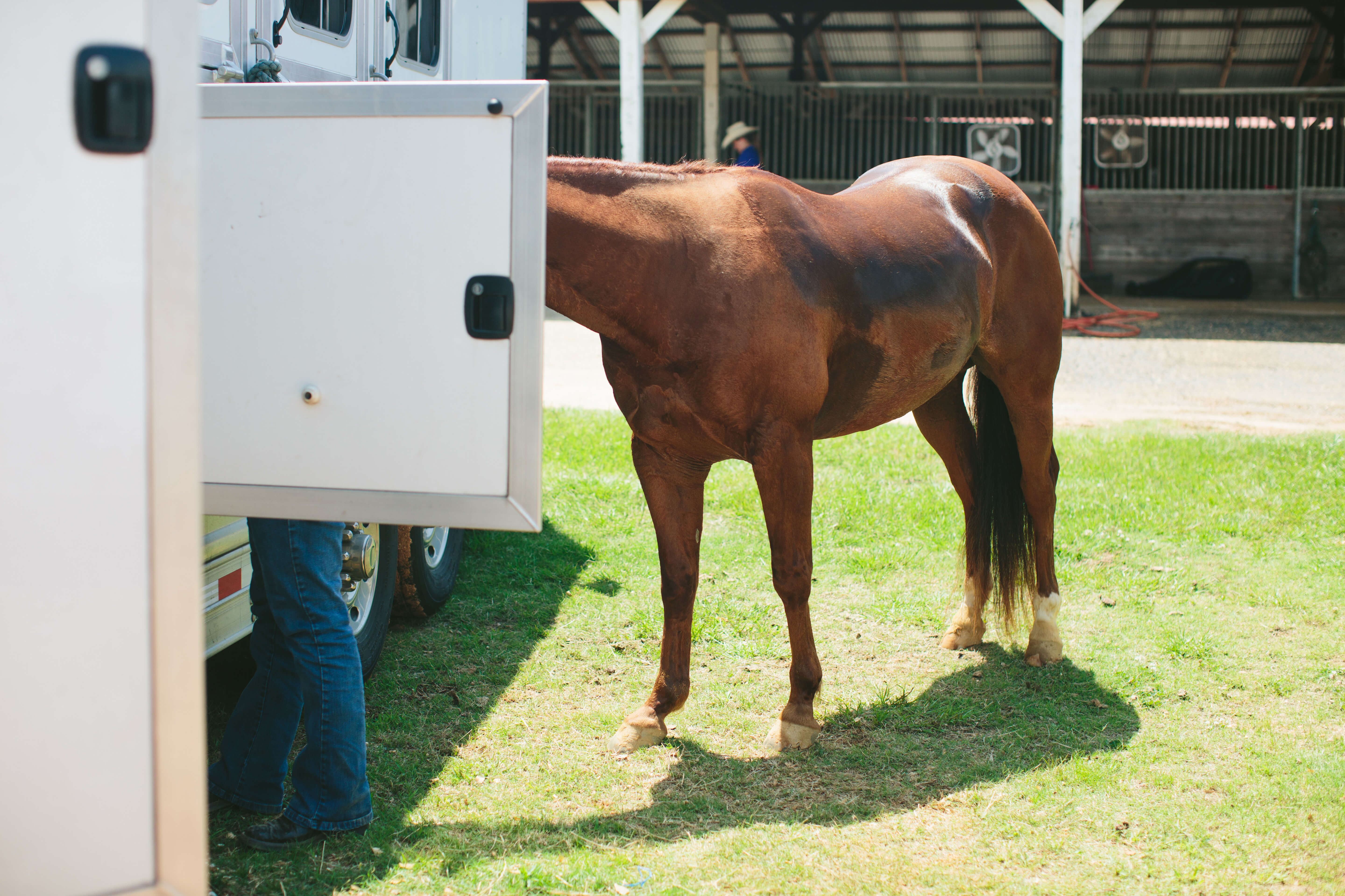 horse peeking into trailer