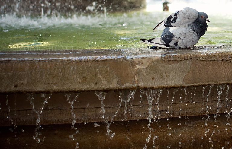 an american wedding photographer travels to live in paris