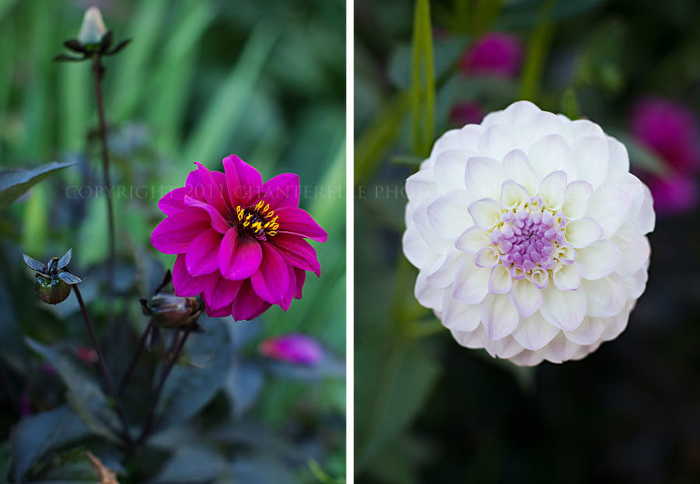 an american wedding photographer travels to live in a paris apartment