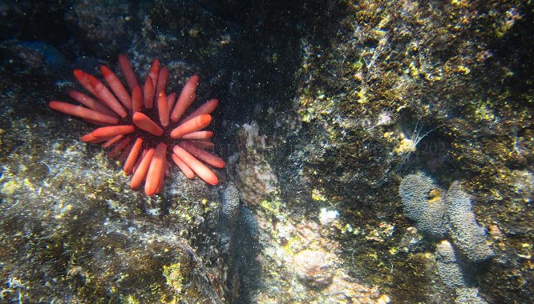 a destination wedding photographer shoots the big island of hawaii