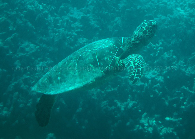 a destination wedding photographer shoots the big island of hawaii