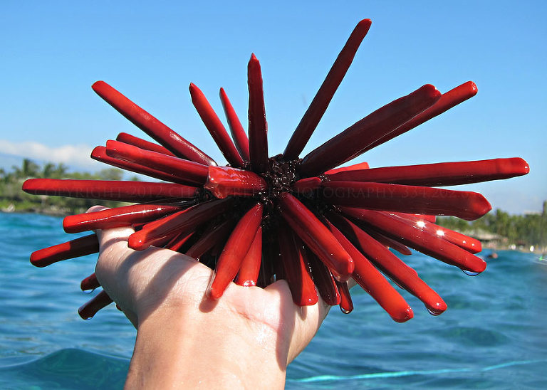 a destination wedding photographer shoots the big island of hawaii