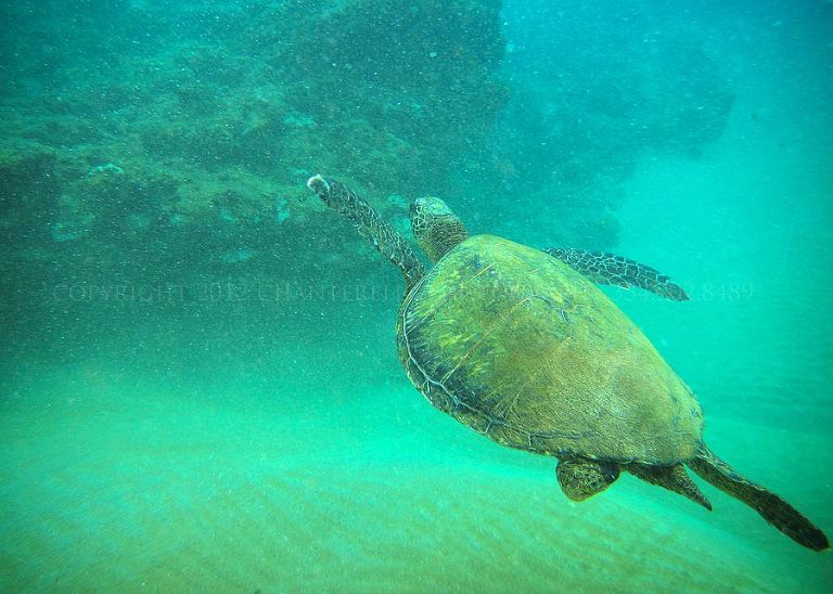 wedding photographer swimming with sea turtles in maui hawaii