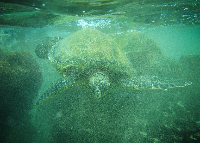 wedding photographer swims with sea turtles in maui hawaii