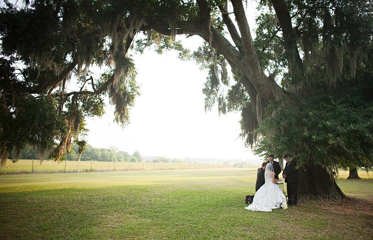 wedding under a moss covered oak tree in alabama