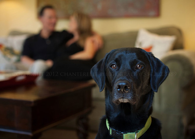 a dog in a maternity portrait session in montgomery alabama