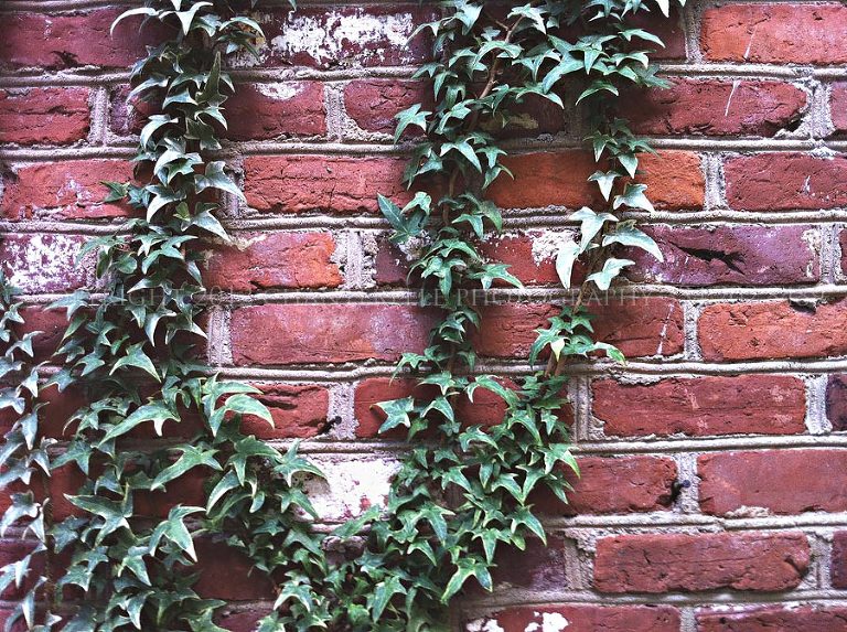 ivy on a brick wall in charleston south carolina