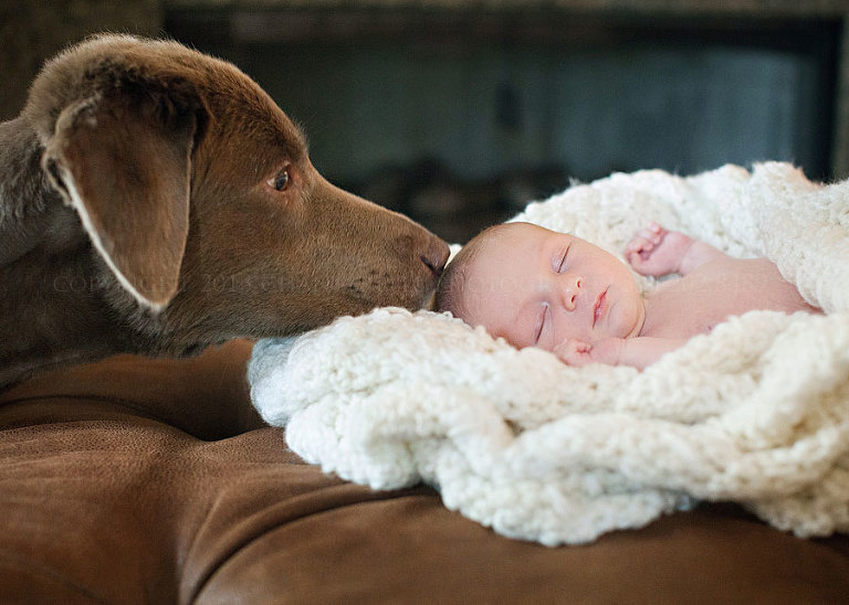 dog watching over a baby in pike road alabama