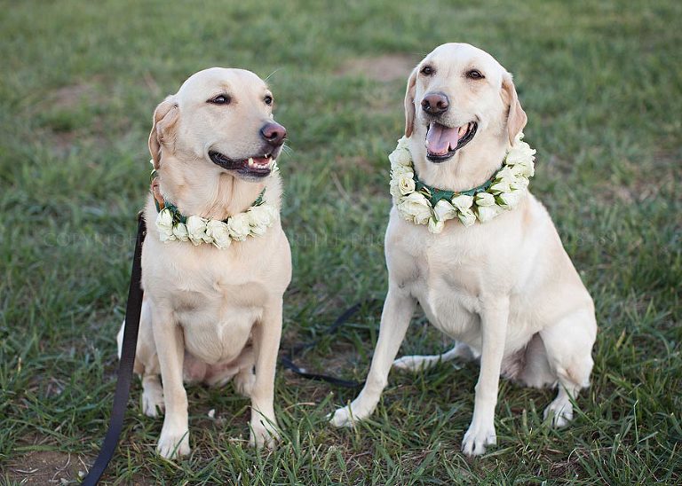 dog flowergirls at rustic alabama wedding