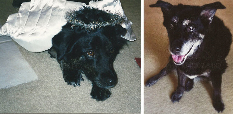 dog in angel costume