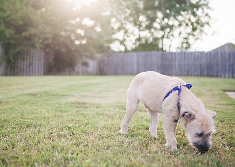 montgomery lifestyle photographer