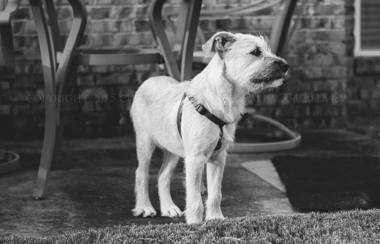 black and white dog photo