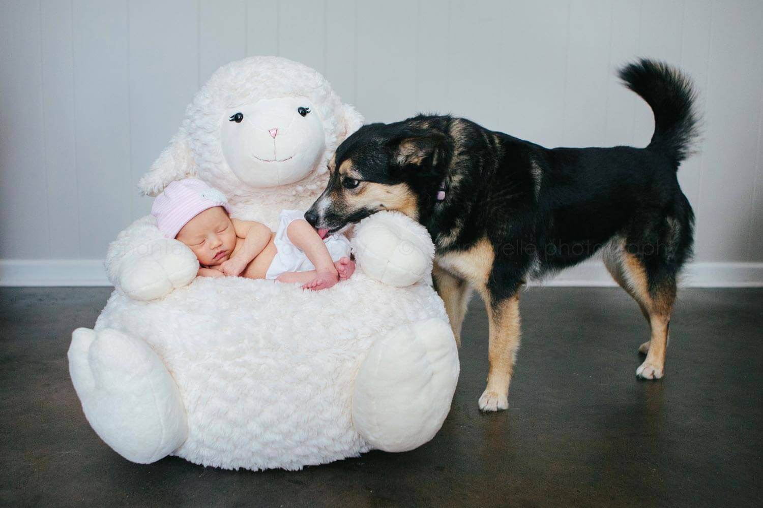 family dog meeting newborn baby