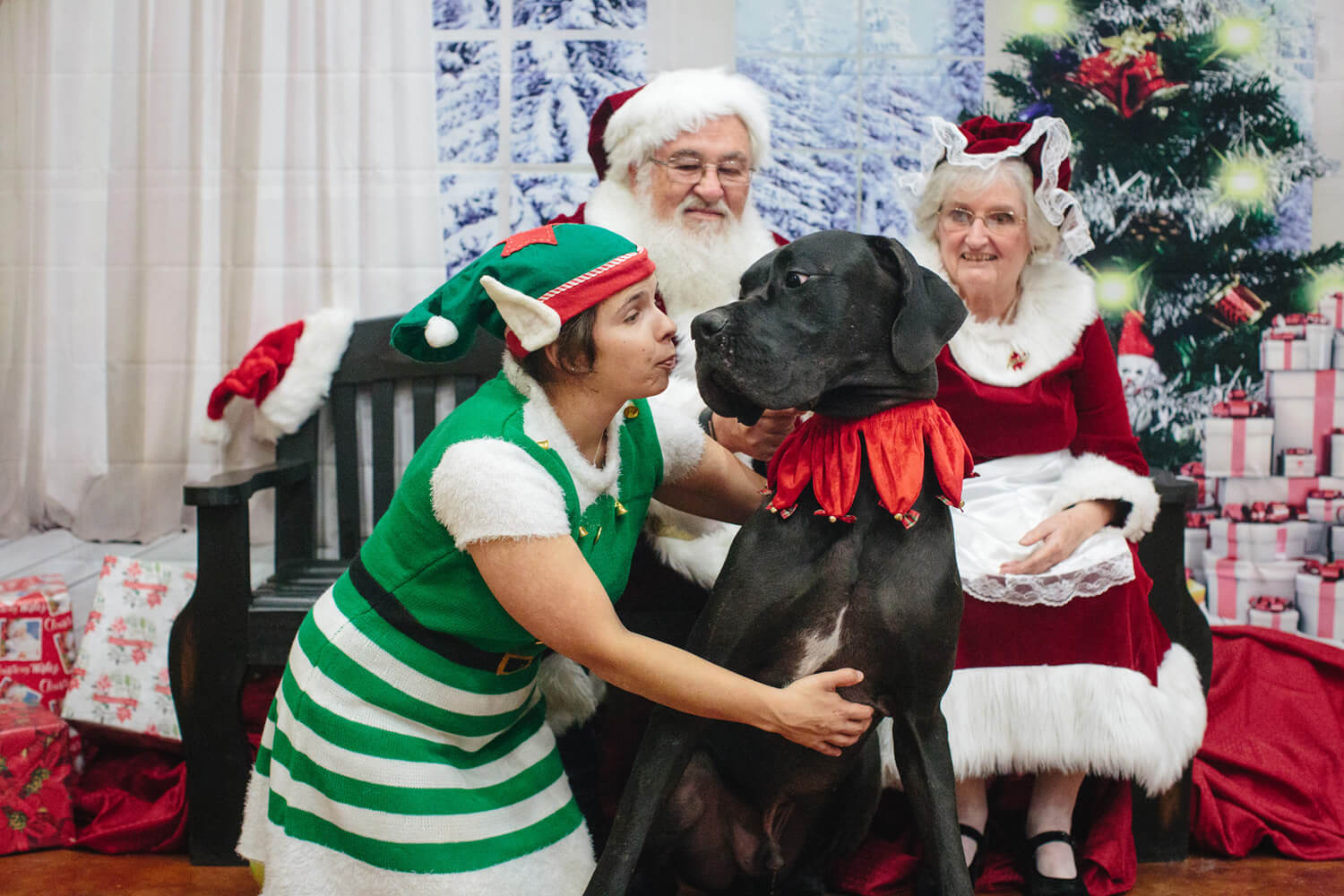 great dane with elf and santa claus