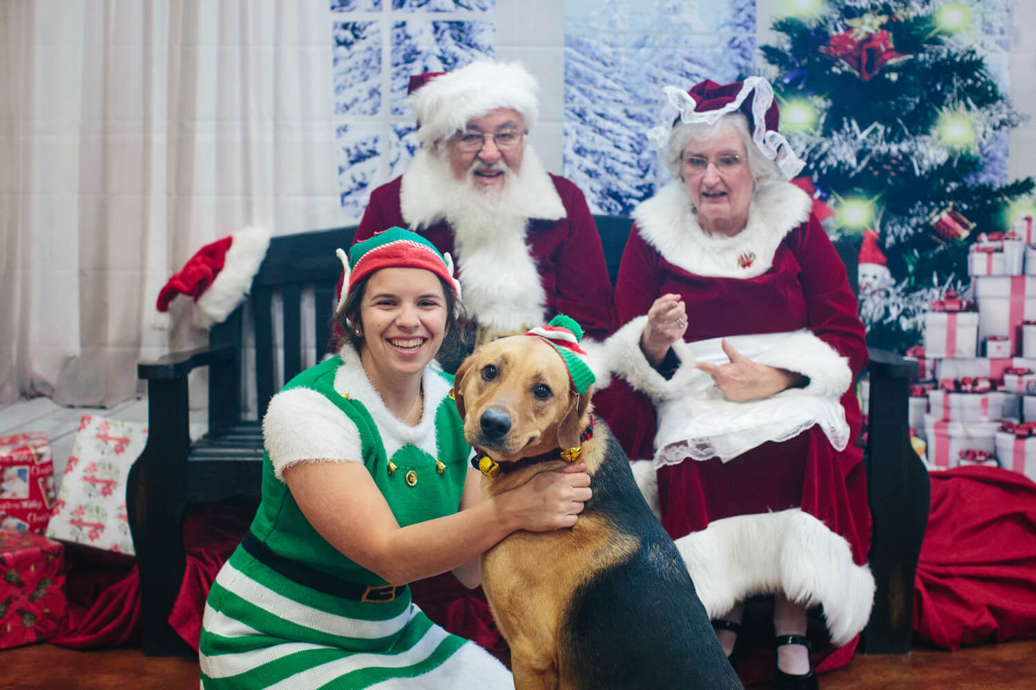 dog getting picture taken with santa