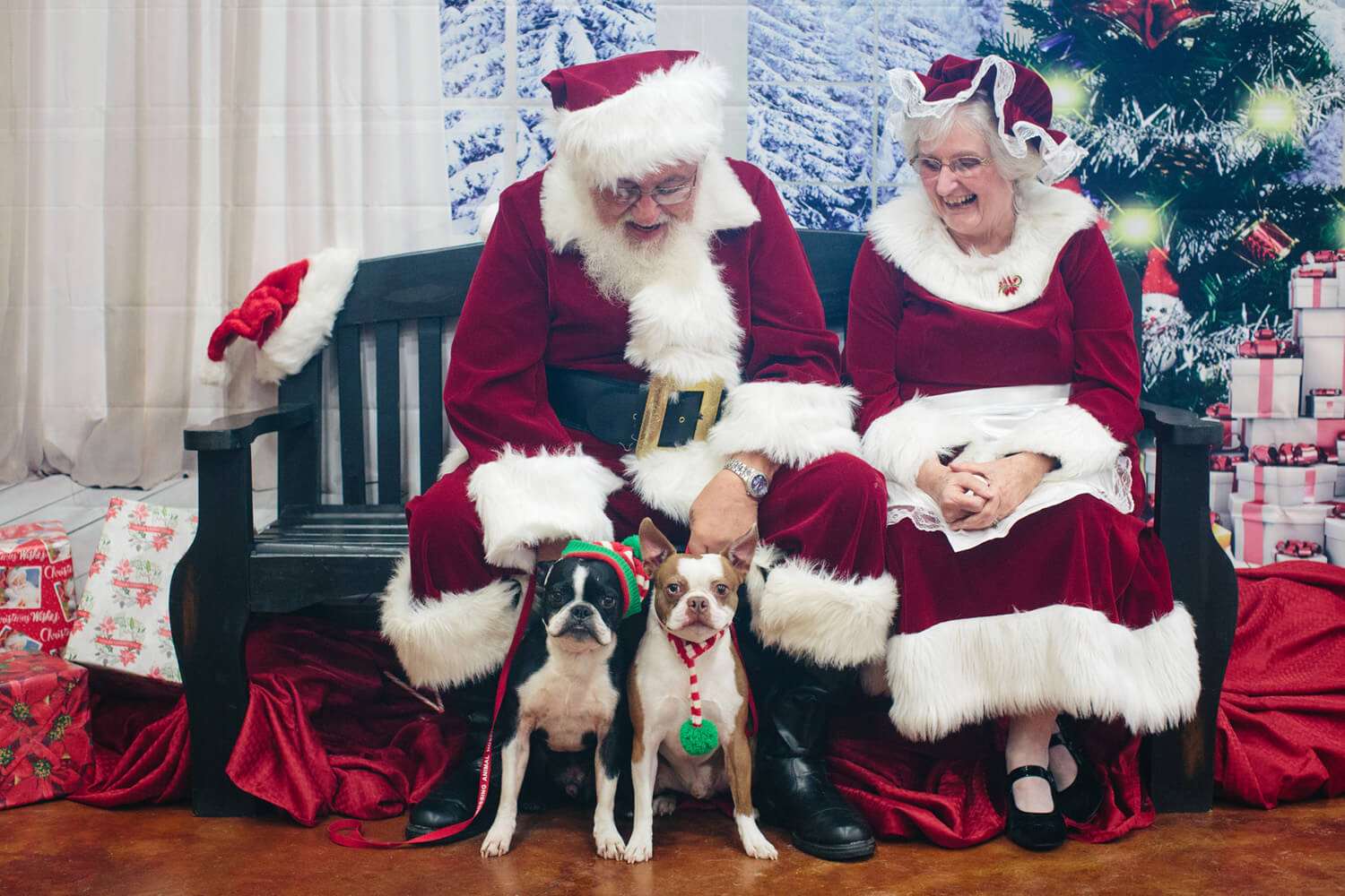 two boston terriers with santa and mrs claus