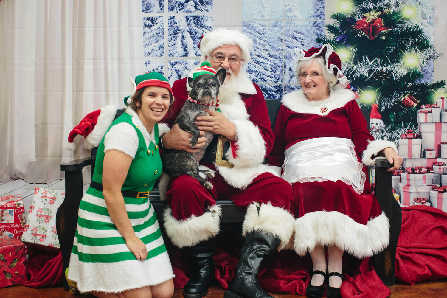 old french bulldog with santa and mrs claus