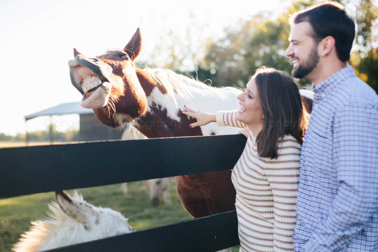 horse smiling during engagement pictures on farm