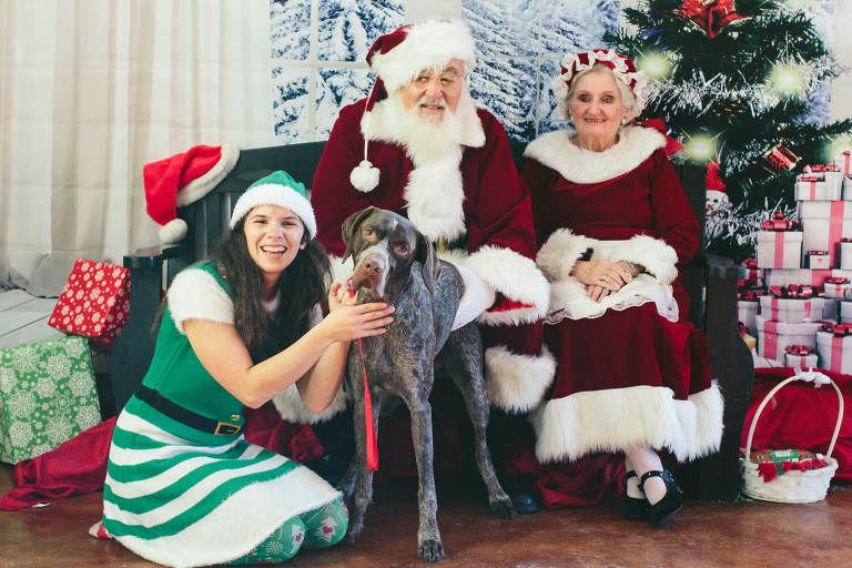 german shorthaired pointer with santa