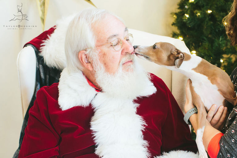 italian greyhound with santa