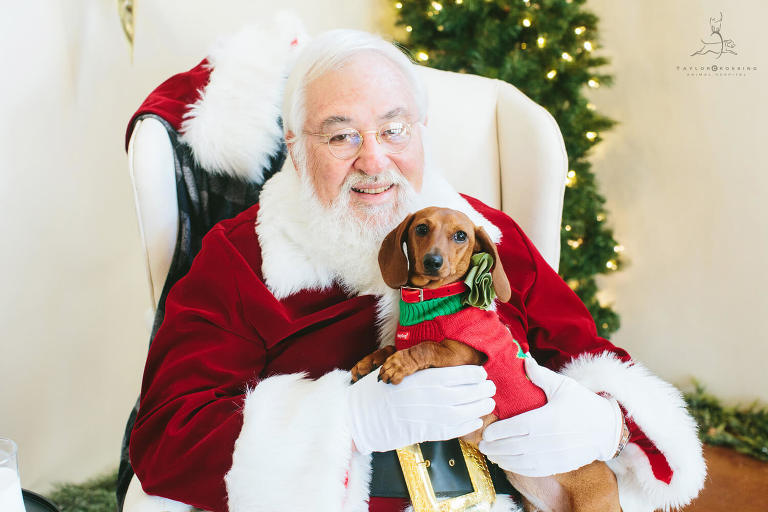 dachshund with santa
