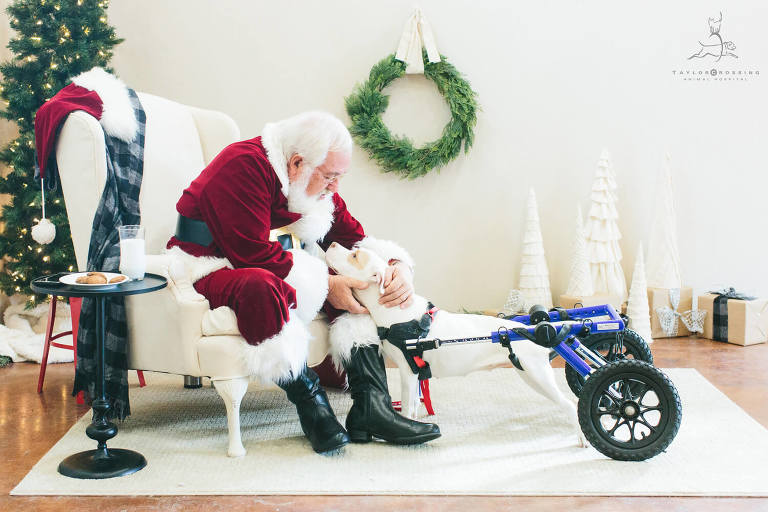 dog in wheelchair visiting santa