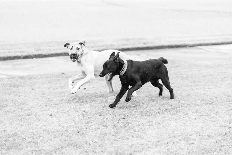 black and white dogs playing