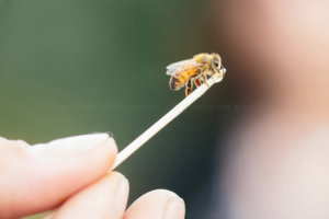 bee eating honey at nc state university