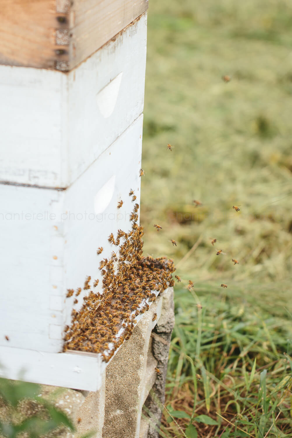 beehive at white oak pastures