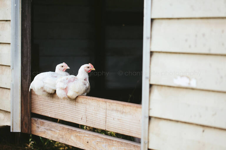chickens roosting at white oak pastures