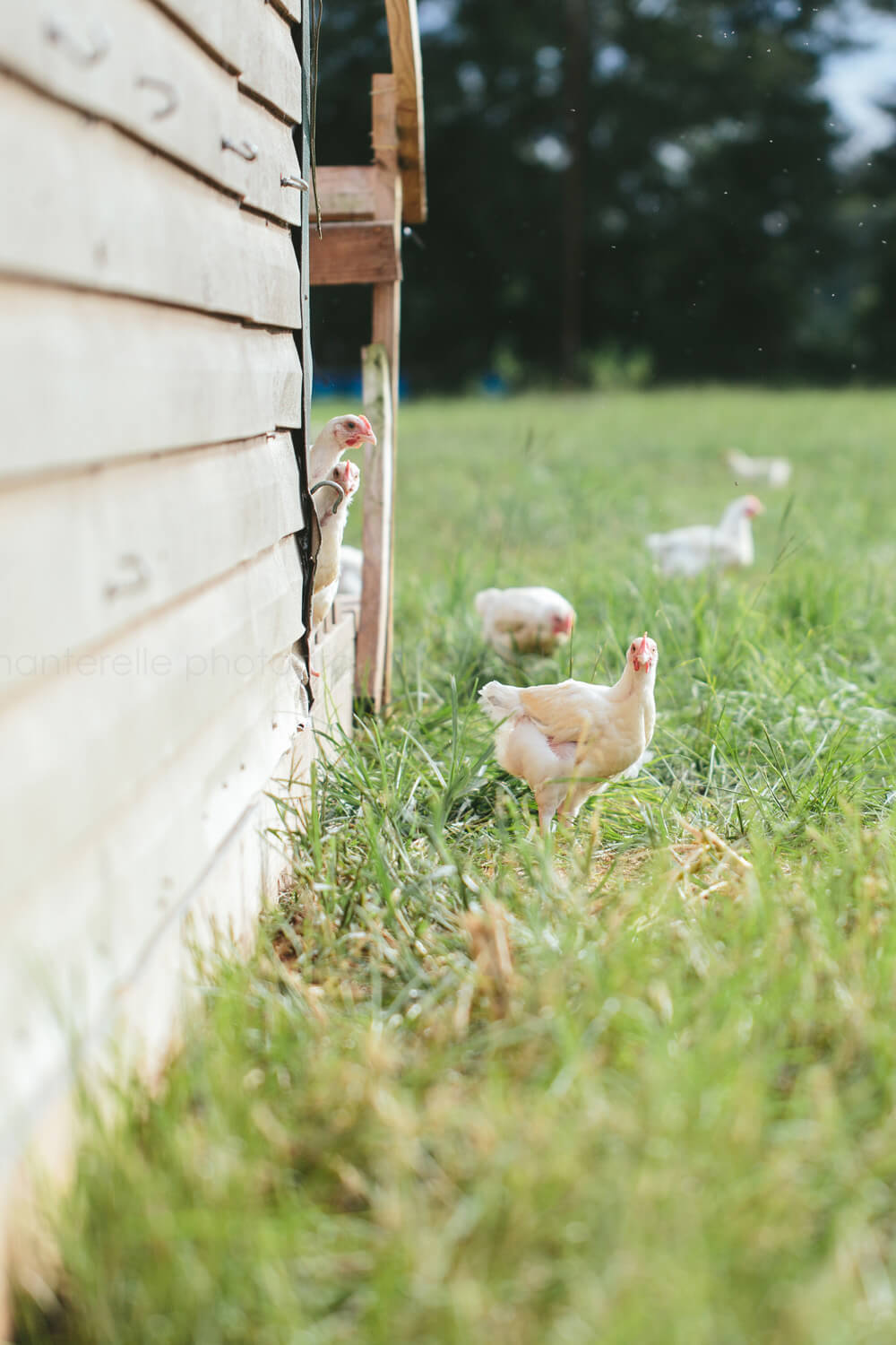 chickens roaming at white oak pastures