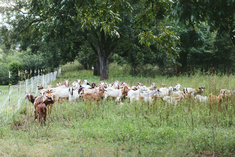 goats at white oak pastures