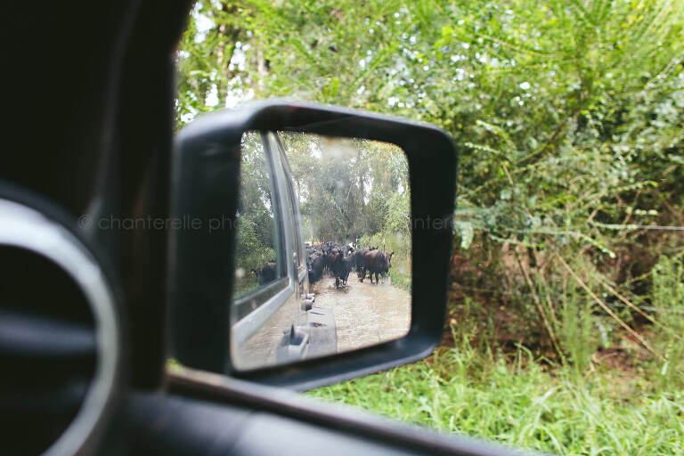 cattle drive seen in side mirror