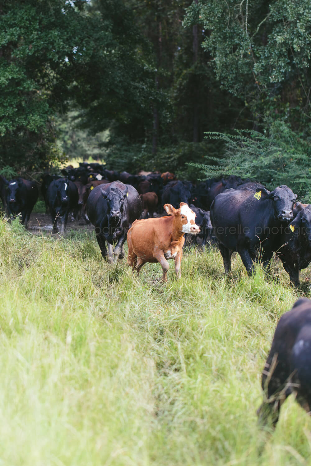 calf running during cattle drive