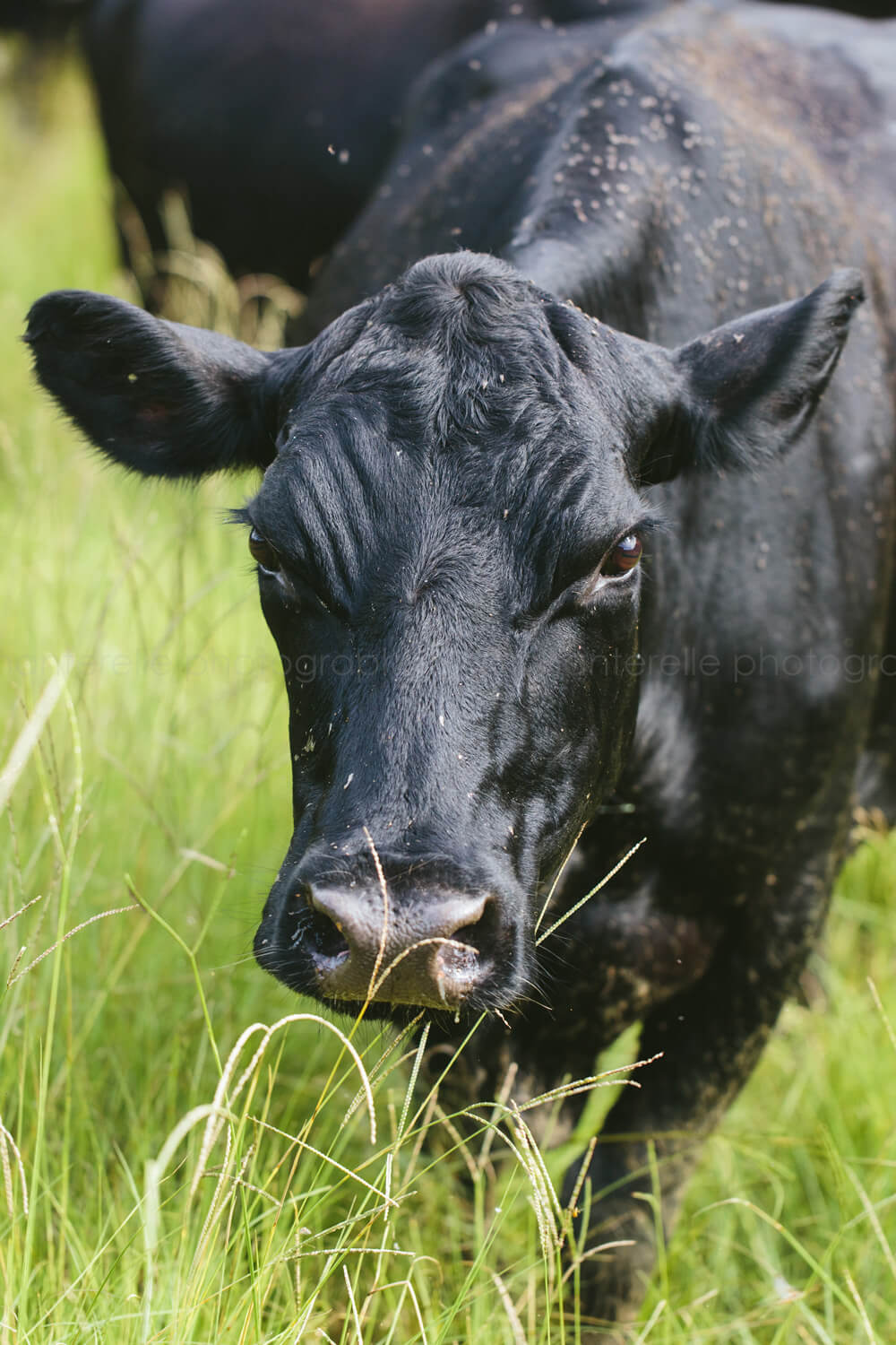 black cow face close up