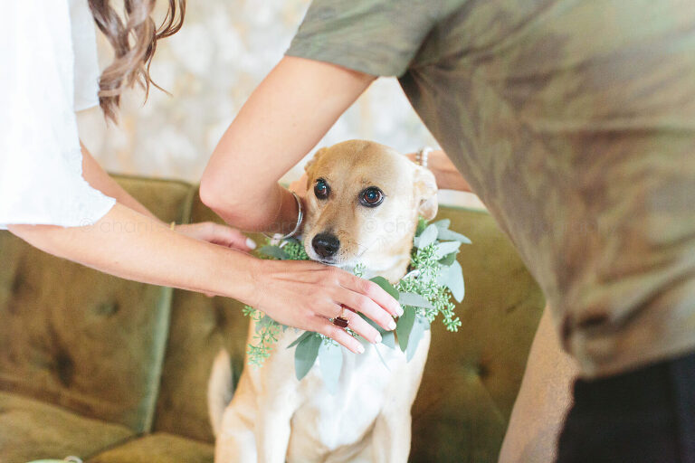 putting wedding greenery collar on a dog