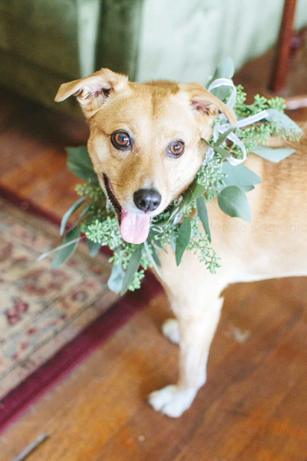 dog with seeded eucalyptus collar